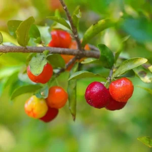 Dwarf Barbados Cherry Tree Live Plant - 5-9 Inch Ornamental Garden Acerola