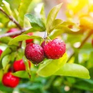 Dwarf Barbados Cherry Tree Live Plant - 5-9 Inch Ornamental Garden Acerola