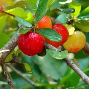 Dwarf Barbados Cherry Tree Live Plant - 5-9 Inch Ornamental Garden Acerola