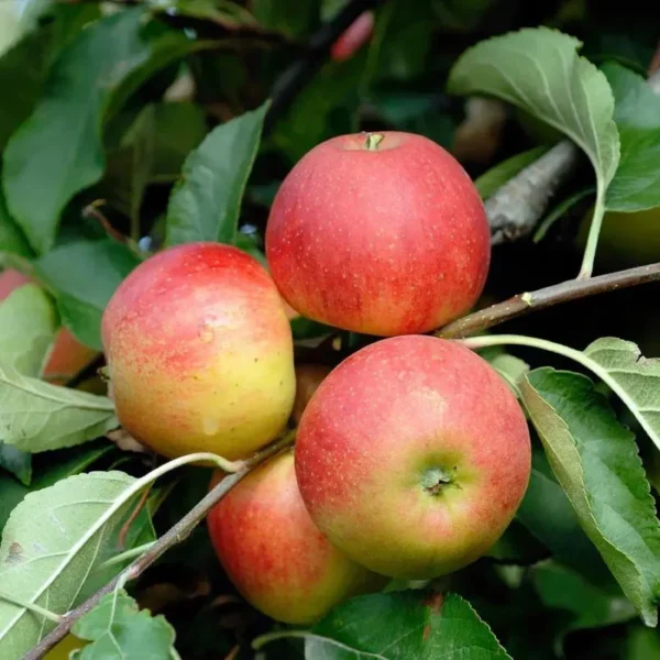 Dwarf Beverly Hills Apple Tree Bare Root - 3-4 Ft Live Fruit Tree