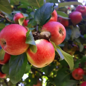 Dwarf Beverly Hills Apple Tree Bare Root - 3-4 Ft Live Fruit Tree