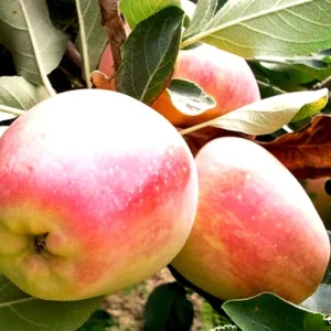 Dwarf Beverly Hills Apple Tree Bare Root - 3-4 Ft Live Fruit Tree