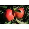 Dwarf Braeburn Apple Tree Bare Root Live Plant - Fruit Tree - 2 Years Old 3-4 Feet Tall
