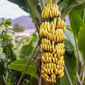 Dwarf Cavendish Banana Tree Live Plant - Garden Ready Outdoor Plant