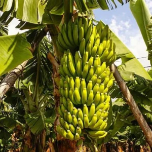 Dwarf Cavendish Banana Tree Live Plant - Garden Ready Outdoor Plant