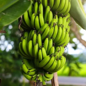 Dwarf Cavendish Banana Tree Live Plant - Garden Ready Outdoor Plant