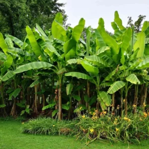 Dwarf Cavendish Banana Tree Live Plant - Garden Ready Outdoor Plant