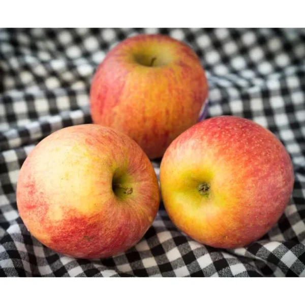 Dwarf Fuji Apple Tree Bare Root Live Plant - Fruit Tree - 2 Years Old 3-4 Feet Tall