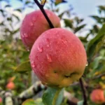 Dwarf Fuji Apple Tree Bare Root Live Plant - Fruit Tree - 2 Years Old 3-4 Feet Tall