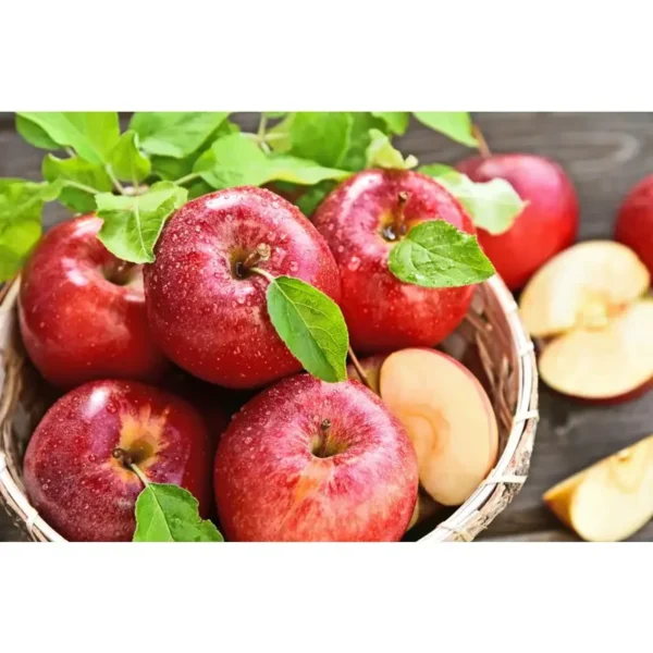Dwarf Gala Apple Tree: Bare Root Live Plant, 2 Years Old, 3-4 Feet Tall - Fruit Trees
