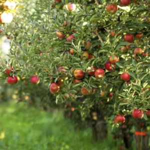 Dwarf Gala Apple Tree: Bare Root Live Plant, 2 Years Old, 3-4 Feet Tall - Fruit Trees