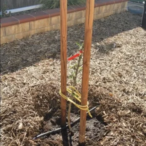 Dwarf Gala Apple Tree: Bare Root Live Plant, 2 Years Old, 3-4 Feet Tall - Fruit Trees