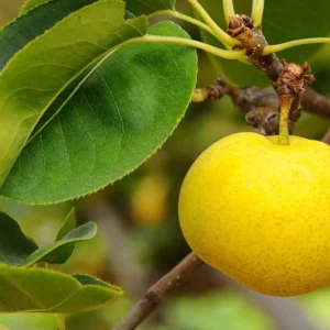 Dwarf Nijisseiki Asian Pear Tree Bare Root Live Plant - Sweetest Asian Pear of All - Fruit Tree - 2 Years Old 3-4 Feet Tall