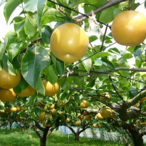 Dwarf Nijisseiki Asian Pear Tree Bare Root Live Plant - Sweetest Asian Pear of All - Fruit Tree - 2 Years Old 3-4 Feet Tall