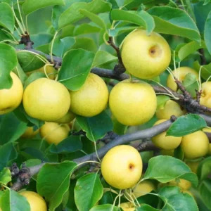 Dwarf Nijisseiki Asian Pear Tree Bare Root Live Plant - Sweetest Asian Pear of All - Fruit Tree - 2 Years Old 3-4 Feet Tall