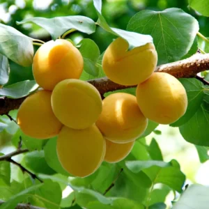 Dwarf Puget Gold Apricot Tree Bare Root Live Plant - Easiest Growing Apricot Tree - Fruit Tree - 2 Years Old 3-4 Feet Tall