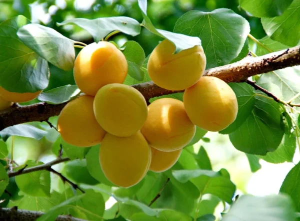 Dwarf Puget Gold Apricot Tree Bare Root Live Plant - Easiest Growing Apricot Tree - Fruit Tree - 2 Years Old 3-4 Feet Tall