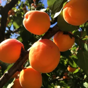 Dwarf Puget Gold Apricot Tree Bare Root Live Plant - Easiest Growing Apricot Tree - Fruit Tree - 2 Years Old 3-4 Feet Tall