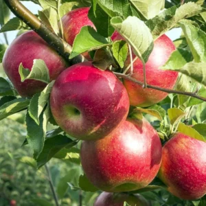 Dwarf Red McIntosh Apple Tree Bare Root Live Plant - Fruit Tree - 2 Years Old 3-4 Feet Tall