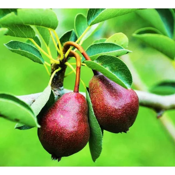 Dwarf Seckel Sugar Pear Tree - Bare Root Live Fruit Tree - 2 Years Old, 3-4 Feet Tall