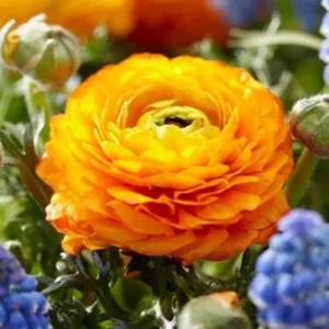 25 Gold Ranunculus Bulbs Live for Planting, Gold Buttercup Bulbs Perennial Flowers Bulbs for Garden