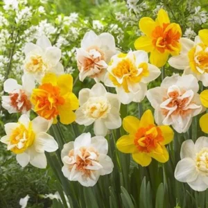 20 Bulbs Double Daffodil Mix Live for Planting, Double Narcissus Bulbs Perennial Flowers Bulbs for Garden