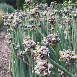 Egyptian Walking Onion Bulbs - 10 Small Topsets Bulblets - Perennial Planting Onions