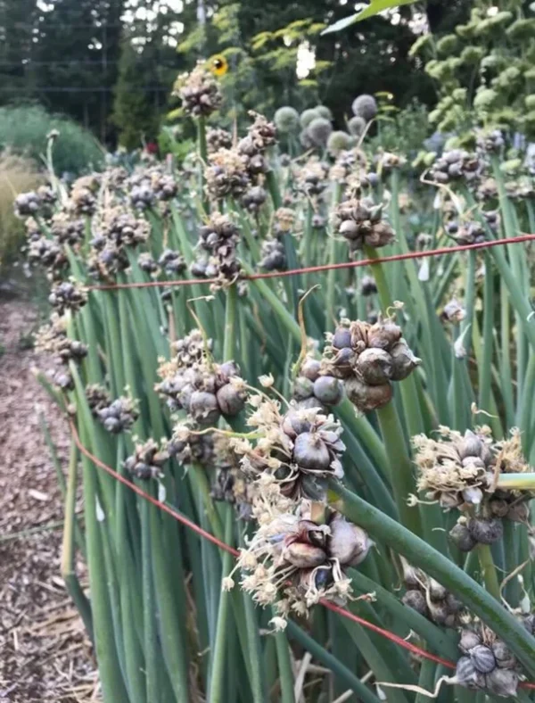 Egyptian Walking Onion Bulbs - 10 Small Topsets Bulblets - Perennial Planting Onions