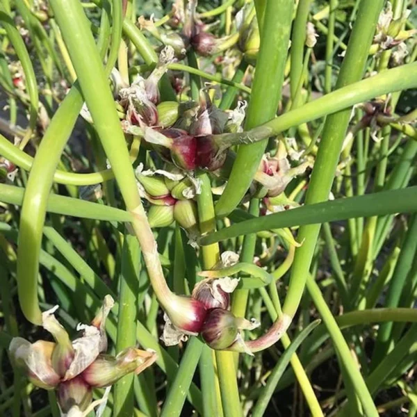 Egyptian Walking Onion Bulbs - 6 Perennial Topsets Bulblets for Planting