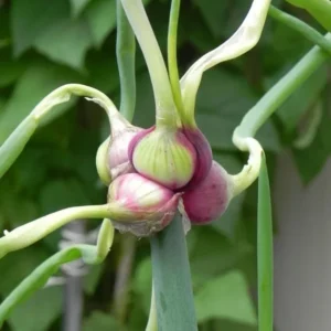 Egyptian Walking Onion Bulbs - 6 Perennial Topsets Bulblets for Planting