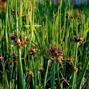 Egyptian Walking Onion Bulbs - 6 Perennial Topsets Bulblets for Planting