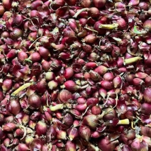 Egyptian Walking Onion Bulbs - 6 Perennial Topsets Bulblets for Planting