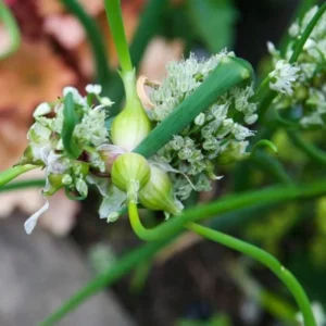 Egyptian Walking Onion Bulbs - 6 Perennial Topsets Bulblets for Planting