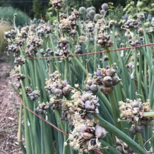 Egyptian Walking Onion Bulbs - 6 Perennial Topsets Bulblets for Planting