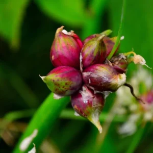 Egyptian Walking Onion Bulbs - 6 Perennial Topsets Bulblets for Planting