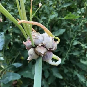 Egyptian Walking Onion Bulbs - 6 Perennial Topsets Bulblets for Planting