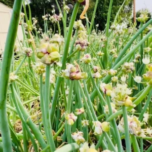 Egyptian Walking Onion Bulbs - 6 Perennial Topsets Bulblets for Planting