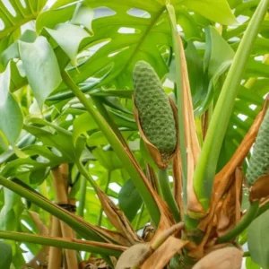 Monstera Deliciosa Live Plant 4-6 Inch Tall - Indoor Tropical Beauty