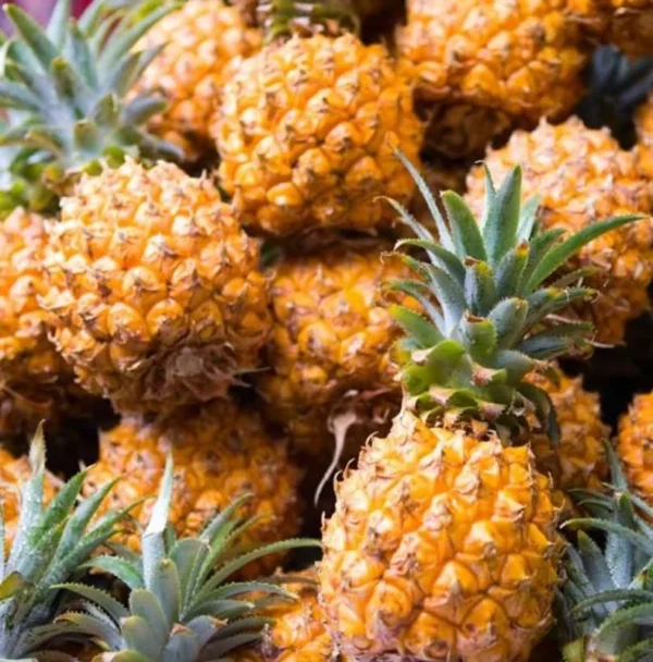 Elite Gold Pineapple Plants - Live Fruit Trees - 5-9 Inch Seedlings