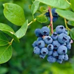 Elliott Blueberry Bush - Live Plant - Fruit Tree - 5-9 Inch Height