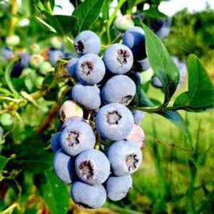 Elliott Blueberry Bush - Live Plant - Fruit Tree - 5-9 Inch Height