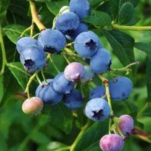 Elliott Blueberry Bush - Live Plant - Fruit Tree - 5-9 Inch Height