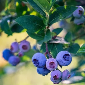 Elliott Blueberry Bush - Live Plant - Fruit Tree - 5-9 Inch Height