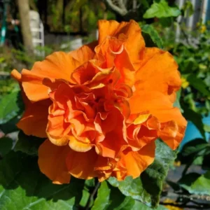 Exotic Hibiscus Plant Set - Live Tropical Flowering Tree - 3-5 Inch Tall