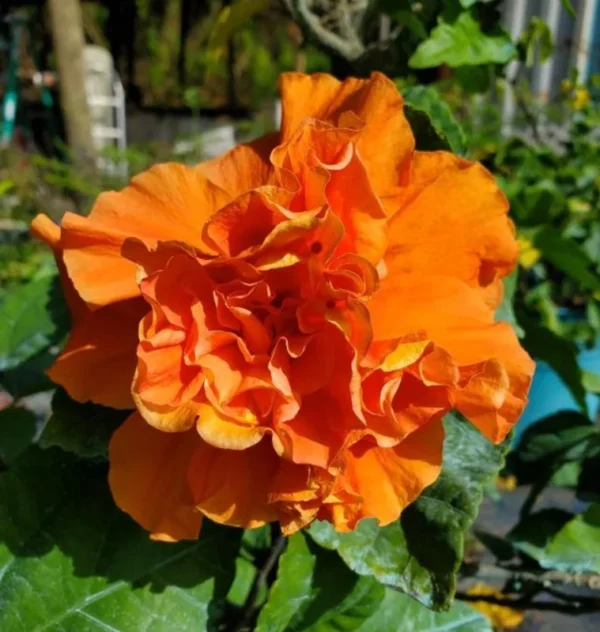 Exotic Hibiscus Plant Set - Live Tropical Flowering Tree - 3-5 Inch Tall