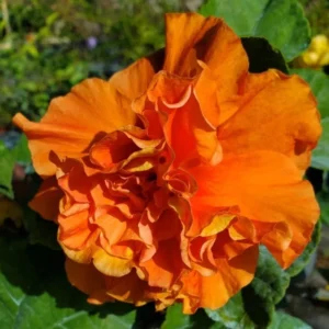 Exotic Hibiscus Plant Set - Live Tropical Flowering Tree - 3-5 Inch Tall
