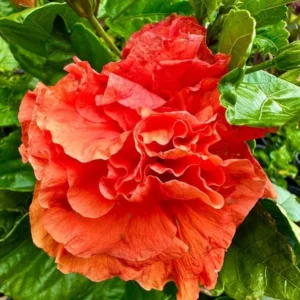 Exotic Hibiscus Plant Set - Live Tropical Flowering Tree - 3-5 Inch Tall