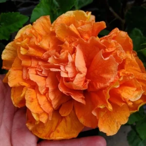 Exotic Hibiscus Plant Set - Live Tropical Flowering Tree - 3-5 Inch Tall
