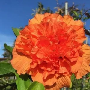 Exotic Hibiscus Plant Set - Live Tropical Flowering Tree - 3-5 Inch Tall
