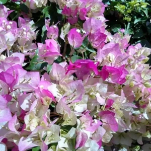 Imperial Thai Delight Bougainvillea Vine Plants - Set of 2 - Outdoor Landscaping